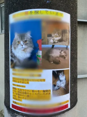 行方不明の猫ちゃんのその後?