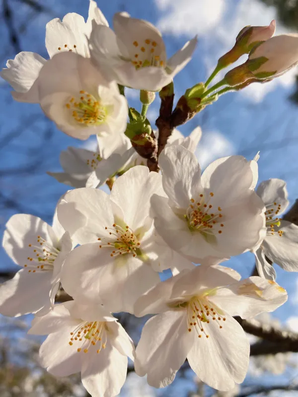 花びら