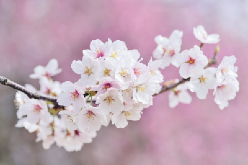 お花見