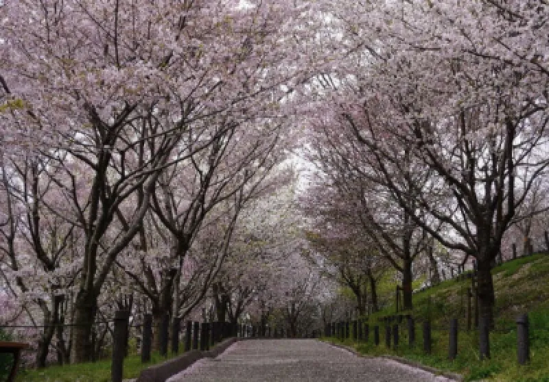 桜並木