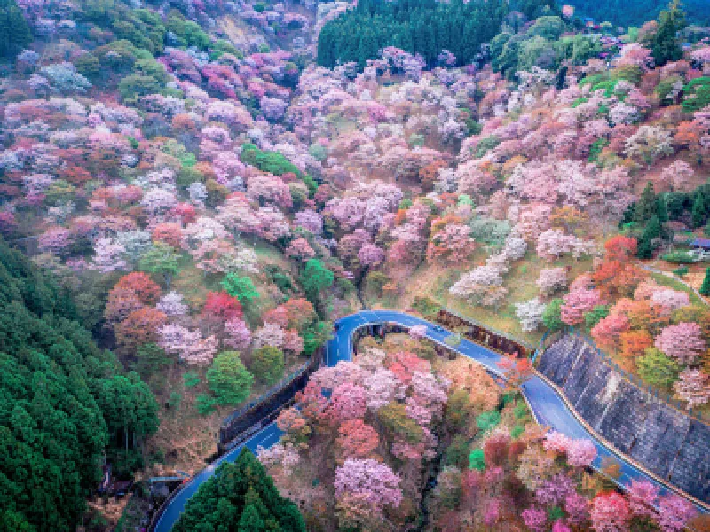 桜が散った