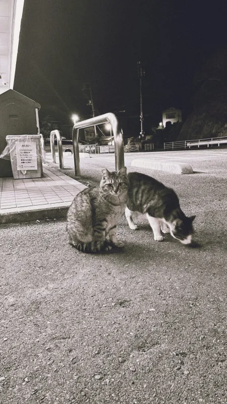 野良ねこ