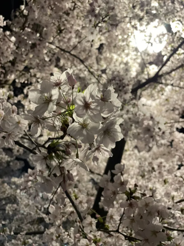 出会いと別れの春