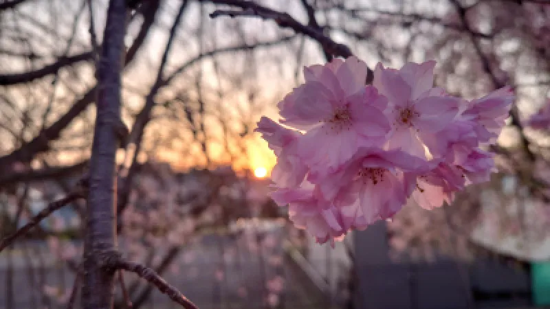 花曇りの金曜日