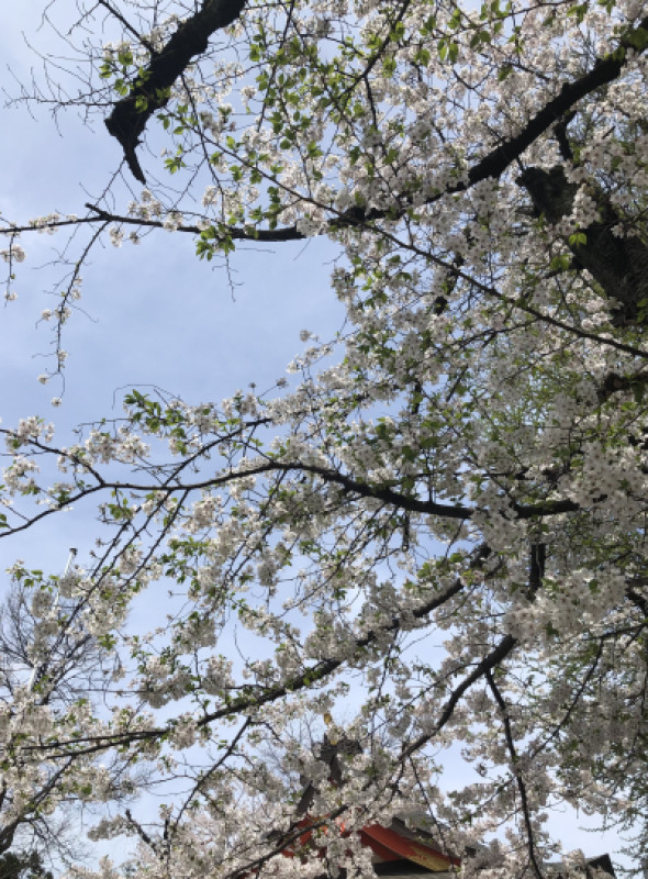 桜