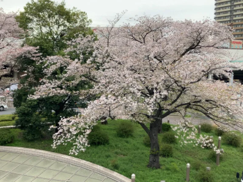 桜　駅前シリーズ