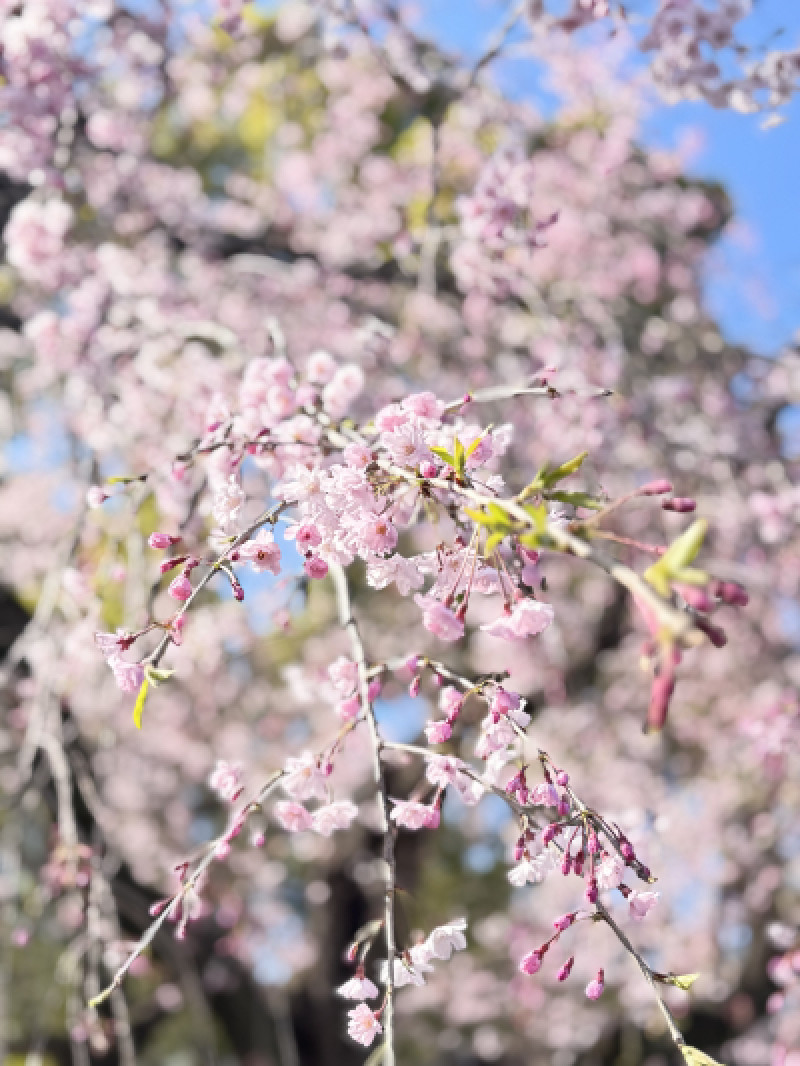花開く心も開くなら