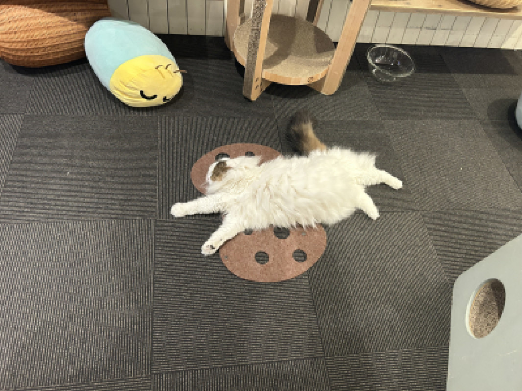 ネコ?