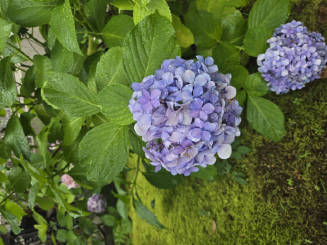 雨上がりの紫陽花とともに