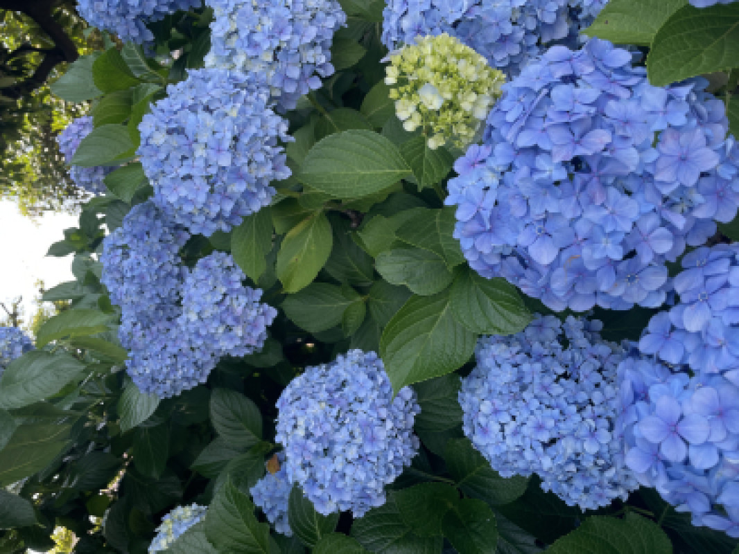 空梅雨、紫陽花、七夕の空。