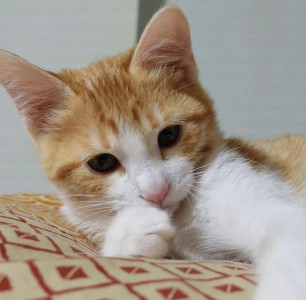 スーパー猫の日