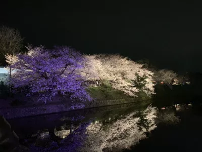 平成最後の桜の季節