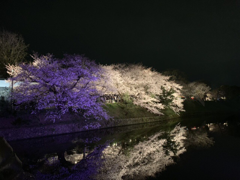 平成最後の桜の季節