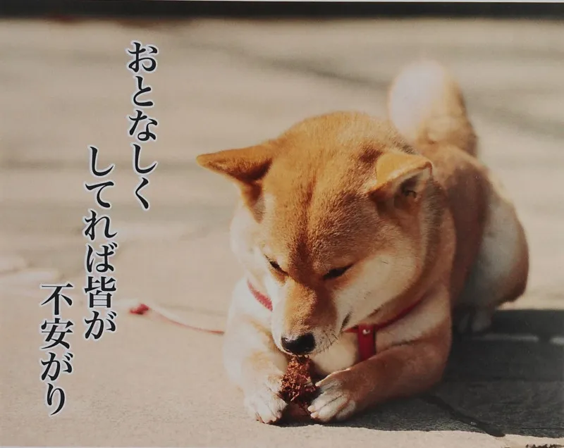 柴犬ラブ♥?