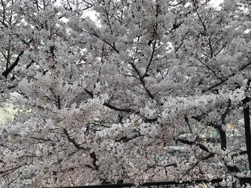 お花見にバナナ