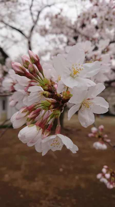 お花見?