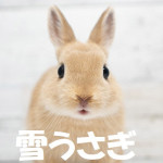 雪うさぎ