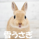 雪うさぎ